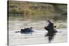 Hippopotamus (Hippopotamus Amphibius), Khwai Concession, Okavango Delta, Botswana, Africa-Sergio Pitamitz-Stretched Canvas