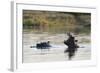 Hippopotamus (Hippopotamus Amphibius), Khwai Concession, Okavango Delta, Botswana, Africa-Sergio Pitamitz-Framed Photographic Print