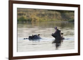 Hippopotamus (Hippopotamus Amphibius), Khwai Concession, Okavango Delta, Botswana, Africa-Sergio Pitamitz-Framed Photographic Print