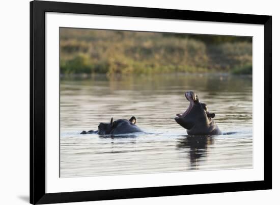 Hippopotamus (Hippopotamus Amphibius), Khwai Concession, Okavango Delta, Botswana, Africa-Sergio Pitamitz-Framed Photographic Print