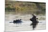 Hippopotamus (Hippopotamus Amphibius), Khwai Concession, Okavango Delta, Botswana, Africa-Sergio Pitamitz-Mounted Photographic Print