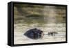 Hippopotamus (Hippopotamus Amphibius), Khwai Concession, Okavango Delta, Botswana, Africa-Sergio Pitamitz-Framed Stretched Canvas