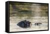 Hippopotamus (Hippopotamus Amphibius), Khwai Concession, Okavango Delta, Botswana, Africa-Sergio Pitamitz-Framed Stretched Canvas