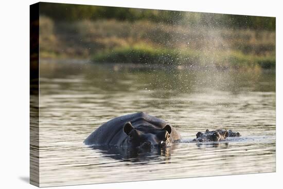 Hippopotamus (Hippopotamus Amphibius), Khwai Concession, Okavango Delta, Botswana, Africa-Sergio Pitamitz-Stretched Canvas