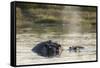 Hippopotamus (Hippopotamus Amphibius), Khwai Concession, Okavango Delta, Botswana, Africa-Sergio Pitamitz-Framed Stretched Canvas