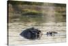 Hippopotamus (Hippopotamus Amphibius), Khwai Concession, Okavango Delta, Botswana, Africa-Sergio Pitamitz-Stretched Canvas