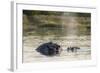 Hippopotamus (Hippopotamus Amphibius), Khwai Concession, Okavango Delta, Botswana, Africa-Sergio Pitamitz-Framed Photographic Print