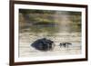 Hippopotamus (Hippopotamus Amphibius), Khwai Concession, Okavango Delta, Botswana, Africa-Sergio Pitamitz-Framed Photographic Print