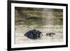 Hippopotamus (Hippopotamus Amphibius), Khwai Concession, Okavango Delta, Botswana, Africa-Sergio Pitamitz-Framed Photographic Print