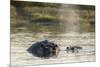 Hippopotamus (Hippopotamus Amphibius), Khwai Concession, Okavango Delta, Botswana, Africa-Sergio Pitamitz-Mounted Photographic Print