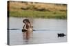 Hippopotamus (Hippopotamus Amphibius), Khwai Concession, Okavango Delta, Botswana, Africa-Sergio Pitamitz-Stretched Canvas