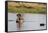 Hippopotamus (Hippopotamus Amphibius), Khwai Concession, Okavango Delta, Botswana, Africa-Sergio Pitamitz-Framed Stretched Canvas