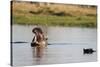 Hippopotamus (Hippopotamus Amphibius), Khwai Concession, Okavango Delta, Botswana, Africa-Sergio Pitamitz-Stretched Canvas