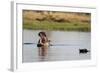 Hippopotamus (Hippopotamus Amphibius), Khwai Concession, Okavango Delta, Botswana, Africa-Sergio Pitamitz-Framed Photographic Print