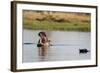 Hippopotamus (Hippopotamus Amphibius), Khwai Concession, Okavango Delta, Botswana, Africa-Sergio Pitamitz-Framed Photographic Print