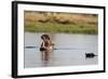 Hippopotamus (Hippopotamus Amphibius), Khwai Concession, Okavango Delta, Botswana, Africa-Sergio Pitamitz-Framed Photographic Print