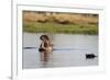 Hippopotamus (Hippopotamus Amphibius), Khwai Concession, Okavango Delta, Botswana, Africa-Sergio Pitamitz-Framed Photographic Print