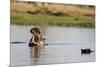 Hippopotamus (Hippopotamus Amphibius), Khwai Concession, Okavango Delta, Botswana, Africa-Sergio Pitamitz-Mounted Photographic Print