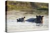 Hippopotamus (Hippopotamus Amphibius), Khwai Concession, Okavango Delta, Botswana, Africa-Sergio Pitamitz-Stretched Canvas