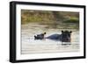 Hippopotamus (Hippopotamus Amphibius), Khwai Concession, Okavango Delta, Botswana, Africa-Sergio Pitamitz-Framed Photographic Print