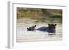 Hippopotamus (Hippopotamus Amphibius), Khwai Concession, Okavango Delta, Botswana, Africa-Sergio Pitamitz-Framed Photographic Print