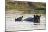 Hippopotamus (Hippopotamus Amphibius), Khwai Concession, Okavango Delta, Botswana, Africa-Sergio Pitamitz-Mounted Photographic Print