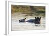 Hippopotamus (Hippopotamus Amphibius), Khwai Concession, Okavango Delta, Botswana, Africa-Sergio Pitamitz-Framed Photographic Print