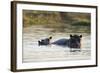 Hippopotamus (Hippopotamus Amphibius), Khwai Concession, Okavango Delta, Botswana, Africa-Sergio Pitamitz-Framed Photographic Print