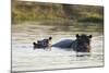 Hippopotamus (Hippopotamus Amphibius), Khwai Concession, Okavango Delta, Botswana, Africa-Sergio Pitamitz-Mounted Photographic Print