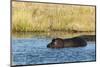 Hippopotamus (Hippopotamus Amphibius), Khwai Concession, Okavango Delta, Botswana, Africa-Sergio-Mounted Photographic Print