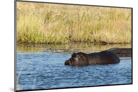 Hippopotamus (Hippopotamus Amphibius), Khwai Concession, Okavango Delta, Botswana, Africa-Sergio-Mounted Photographic Print