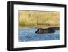 Hippopotamus (Hippopotamus Amphibius), Khwai Concession, Okavango Delta, Botswana, Africa-Sergio-Framed Premium Photographic Print