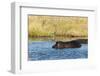 Hippopotamus (Hippopotamus Amphibius), Khwai Concession, Okavango Delta, Botswana, Africa-Sergio-Framed Premium Photographic Print