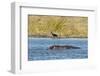 Hippopotamus (Hippopotamus Amphibius), Khwai Concession, Okavango Delta, Botswana, Africa-Sergio-Framed Photographic Print