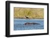 Hippopotamus (Hippopotamus Amphibius), Khwai Concession, Okavango Delta, Botswana, Africa-Sergio-Framed Premium Photographic Print