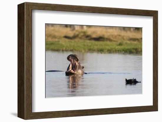 Hippopotamus (Hippopotamus Amphibius), Khwai Concession, Okavango Delta, Botswana, Africa-Sergio Pitamitz-Framed Photographic Print