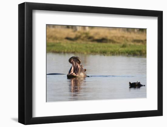 Hippopotamus (Hippopotamus Amphibius), Khwai Concession, Okavango Delta, Botswana, Africa-Sergio Pitamitz-Framed Photographic Print