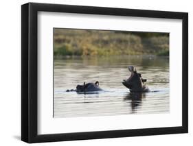 Hippopotamus (Hippopotamus Amphibius), Khwai Concession, Okavango Delta, Botswana, Africa-Sergio Pitamitz-Framed Photographic Print