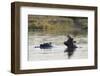 Hippopotamus (Hippopotamus Amphibius), Khwai Concession, Okavango Delta, Botswana, Africa-Sergio Pitamitz-Framed Premium Photographic Print