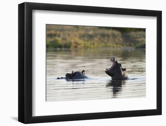 Hippopotamus (Hippopotamus Amphibius), Khwai Concession, Okavango Delta, Botswana, Africa-Sergio Pitamitz-Framed Premium Photographic Print