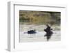 Hippopotamus (Hippopotamus Amphibius), Khwai Concession, Okavango Delta, Botswana, Africa-Sergio Pitamitz-Framed Premium Photographic Print