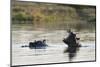 Hippopotamus (Hippopotamus Amphibius), Khwai Concession, Okavango Delta, Botswana, Africa-Sergio Pitamitz-Mounted Premium Photographic Print