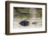 Hippopotamus (Hippopotamus Amphibius), Khwai Concession, Okavango Delta, Botswana, Africa-Sergio Pitamitz-Framed Premium Photographic Print