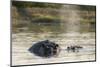 Hippopotamus (Hippopotamus Amphibius), Khwai Concession, Okavango Delta, Botswana, Africa-Sergio Pitamitz-Mounted Premium Photographic Print