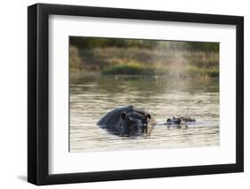 Hippopotamus (Hippopotamus Amphibius), Khwai Concession, Okavango Delta, Botswana, Africa-Sergio Pitamitz-Framed Photographic Print