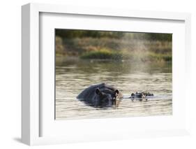 Hippopotamus (Hippopotamus Amphibius), Khwai Concession, Okavango Delta, Botswana, Africa-Sergio Pitamitz-Framed Photographic Print