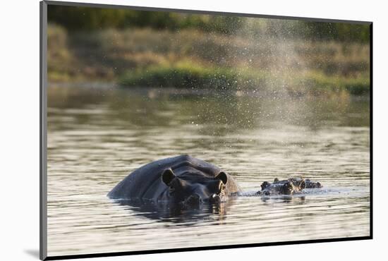 Hippopotamus (Hippopotamus Amphibius), Khwai Concession, Okavango Delta, Botswana, Africa-Sergio Pitamitz-Mounted Photographic Print