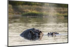 Hippopotamus (Hippopotamus Amphibius), Khwai Concession, Okavango Delta, Botswana, Africa-Sergio Pitamitz-Mounted Photographic Print