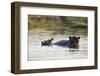 Hippopotamus (Hippopotamus Amphibius), Khwai Concession, Okavango Delta, Botswana, Africa-Sergio Pitamitz-Framed Photographic Print