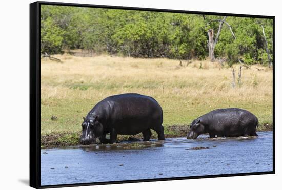 Hippopotamus (Hippopotamus amphibius), Khwai Concession, Okavango Delta, Botswana, Africa-Sergio Pitamitz-Framed Stretched Canvas